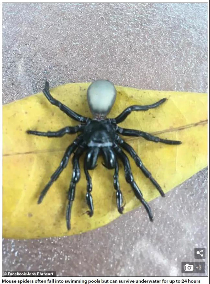澳洲蜘蛛种类图片